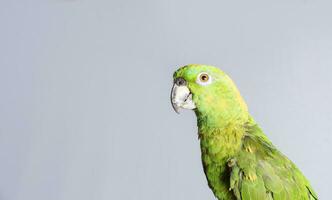 avvicinamento di un' verde piuma pappagallo, un' verde psittacoidea nel bianca sfondo, avvicinamento di un' verde pappagallo occhio con copia spazio foto