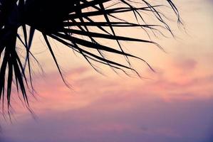 sagoma di palma contro il cielo viola al tramonto foto