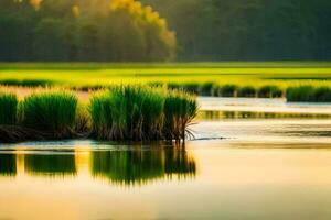 un' palude con erba e acqua a tramonto. ai-generato foto