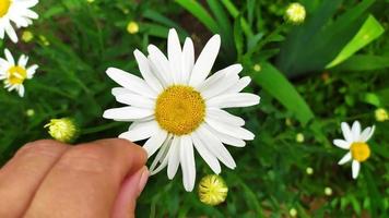 camomilla. divinazione per amore. una mano femminile strappa un petalo foto