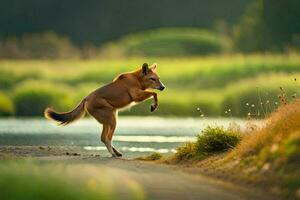 un' cane salto al di sopra di un' fiume nel il mezzo di il giorno. ai-generato foto