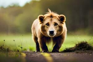 un' Marrone orso a piedi su un' strada nel il mezzo di un' campo. ai-generato foto