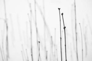bella linea di stelo del modello di cespuglio di piante in un freddo nevaio invernale foto