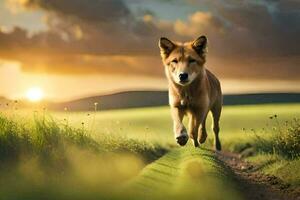 un' cane in esecuzione attraverso un' campo a tramonto. ai-generato foto