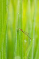 libellula rossa sullo sfondo del campo di riso