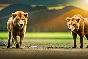 Due leoni a piedi nel il campo a tramonto. ai-generato foto