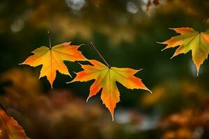 tre acero le foglie siamo mostrato nel il autunno. ai-generato foto