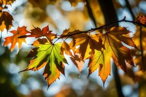 autunno le foglie siamo mostrato nel Questo foto. ai-generato foto