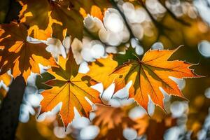 autunno le foglie di jason Kim per tarchiato unito. ai-generato foto