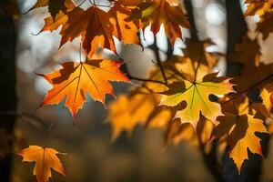 autunno le foglie siamo mostrato nel il luce del sole. ai-generato foto