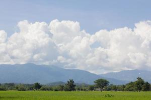campo di riso verde con sfondo di montagne foto