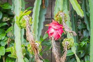 pitaya del frutto del drago, pitahaya sull'albero nella piantagione foto
