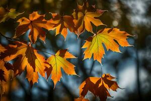 autunno le foglie nel il luce del sole. ai-generato foto