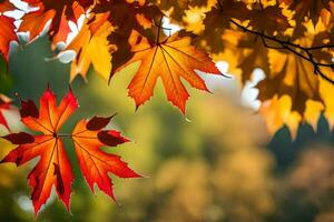 autunno le foglie siamo mostrato nel il luce del sole. ai-generato foto