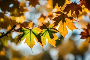 autunno le foglie siamo mostrato nel il luce del sole. ai-generato foto