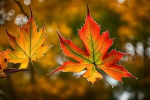 Due acero le foglie siamo mostrato nel luminosa colori. ai-generato foto