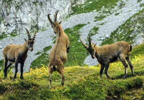 giovane maschio selvaggio alpino, capra stambecco, o stambecco foto