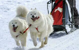 slitta Samoiedo cani nel velocità da corsa, muschio, Svizzera foto