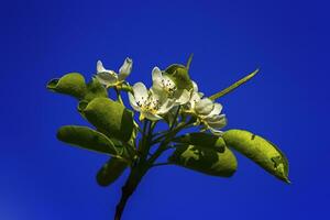 europeo o Comune Pera, pyrus comune, fiori foto