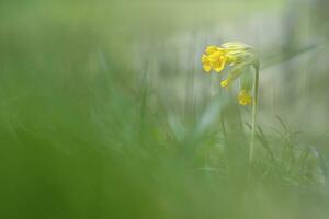 Narciso, narciso o giunchiglia primavera fiori con simpatico bokeh foto
