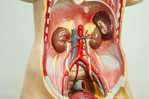 rene umano anatomia modello per studia formazione scolastica medico corso. foto