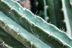 cactus con texture. foto