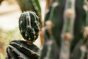 cactus con pericoloso di spine. foto