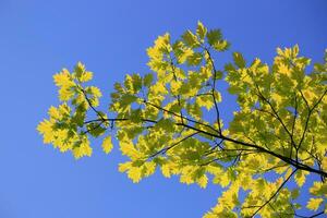 quercia le foglie nel blu cielo foto