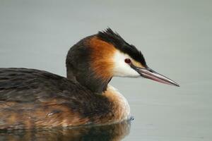 crestato svasso,podiceps cristato, anatra ritratto foto