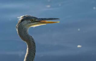 vicino su un' grigio airone, ardea cinerea, ritratto foto