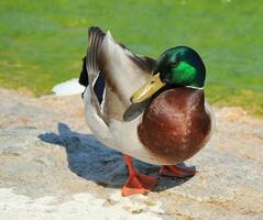 anatra maschio del germano reale foto