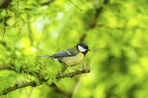 cinciallegra, parus major foto