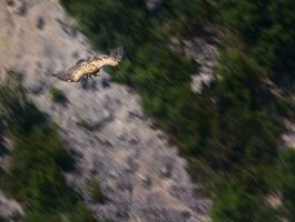 grifone avvoltoio volare, dromo provenzale, Francia foto