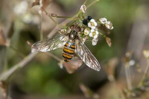 hoverfly insetto su un' fiore foto