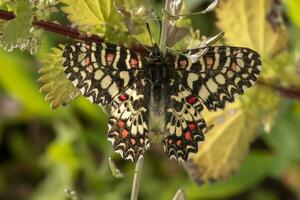 spagnolo festone farfalla - zerynthia rumina foto