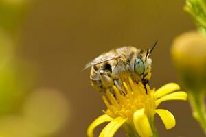 antofora bimaculata vicino su foto