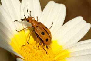 scarafaggio insetto - leptopalpo rostrato foto