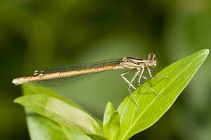 damselfly insetto vicino su foto