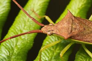 haploprocta sulcicornis insetto foto