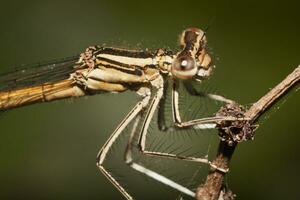 damselfly insetto vicino su foto