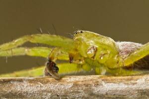 verde cacciatore ragno - micrommati virescens foto