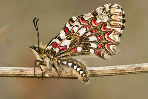 spagnolo festone farfalla - zerynthia rumina foto