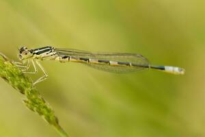 bellissimo damselfly insetto foto