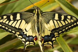 vecchio mondo coda di rondine - papilio macaone gorganus foto