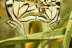 vecchio mondo coda di rondine - papilio macaone gorganus foto