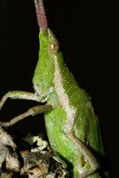 verde cavalletta - pyrgomorpha conica foto