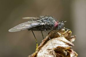 bombyliidae volare vicino su foto