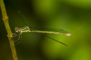 bellissimo damselfly insetto foto