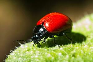 labidostomis longimana vicino su foto