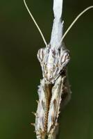 empusa pennata vicino su foto